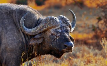 Буйвол африканский