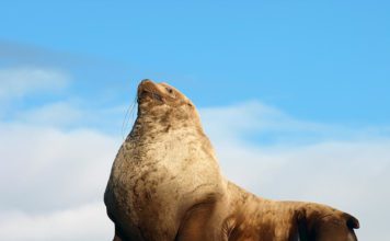 Северный морской лев