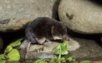 Землеройка выдровая