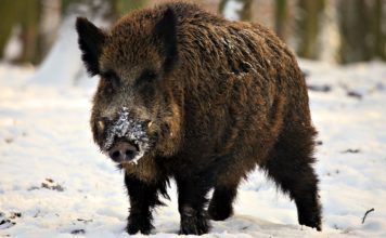 Дикий кабан