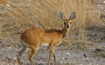 Дикдик рыжебрюхий