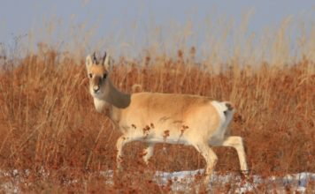 Дзерен монгольский