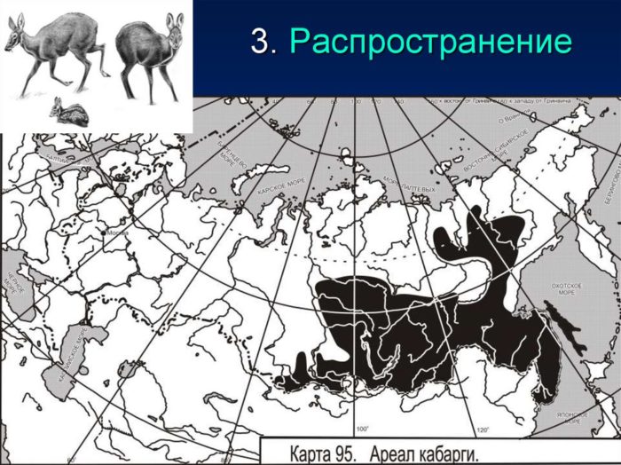 Распространение кабарги