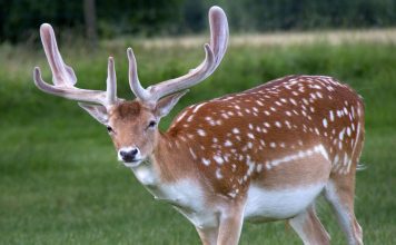 Олень пятнистый