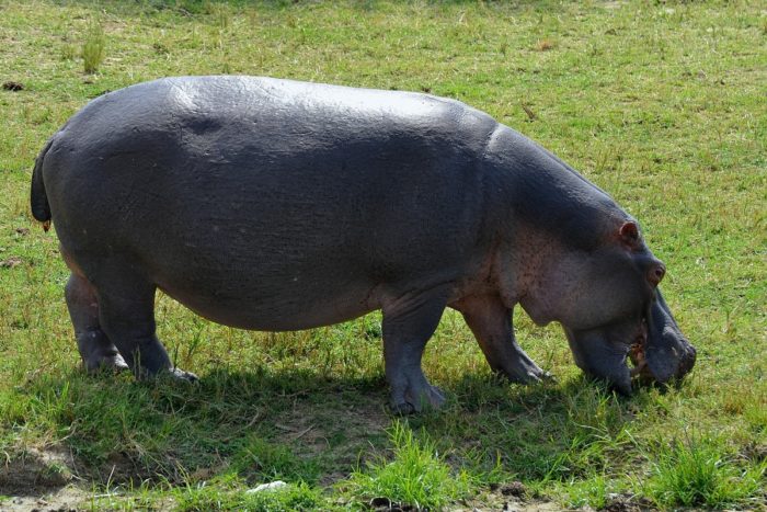 Hippopotamus amphibius amphibius