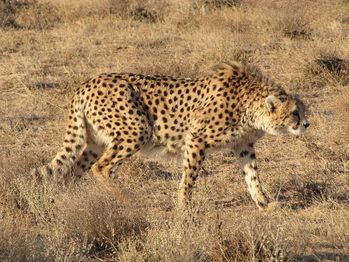 Acinonyx jubatus fearsoni