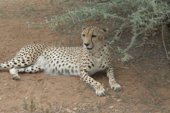 Acinonyx jubatus hecki