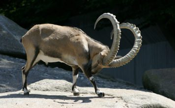 Альпийский горный козел