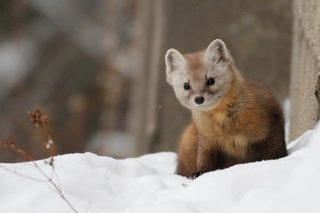 Американская куница