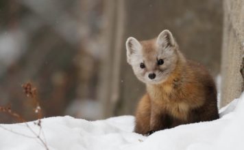 Американская куница