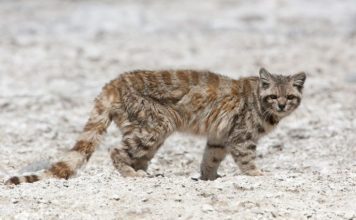 Андская кошка