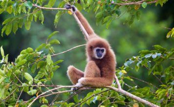 Белорукий гиббон