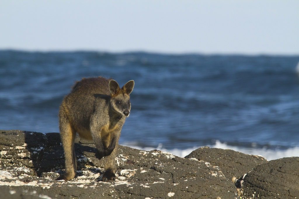Болотный валлаби