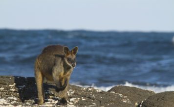 Болотный валлаби