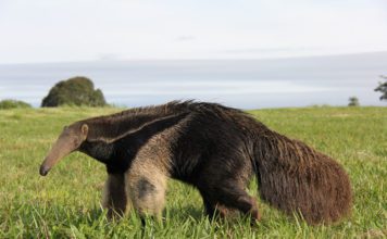 Большой муравьед
