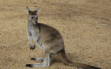 Большой серый кенгуру