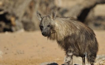 Гиена бурая