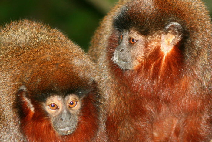 Callicebus torquatus lucifer