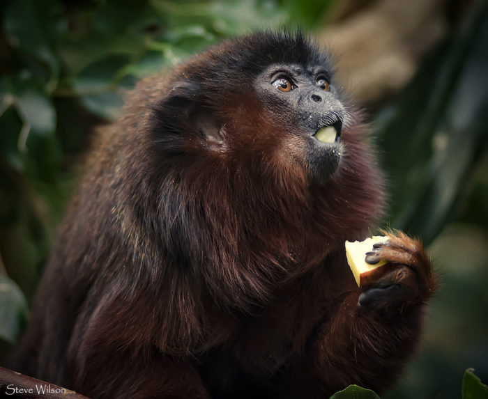 Callicebus torquatus lugens