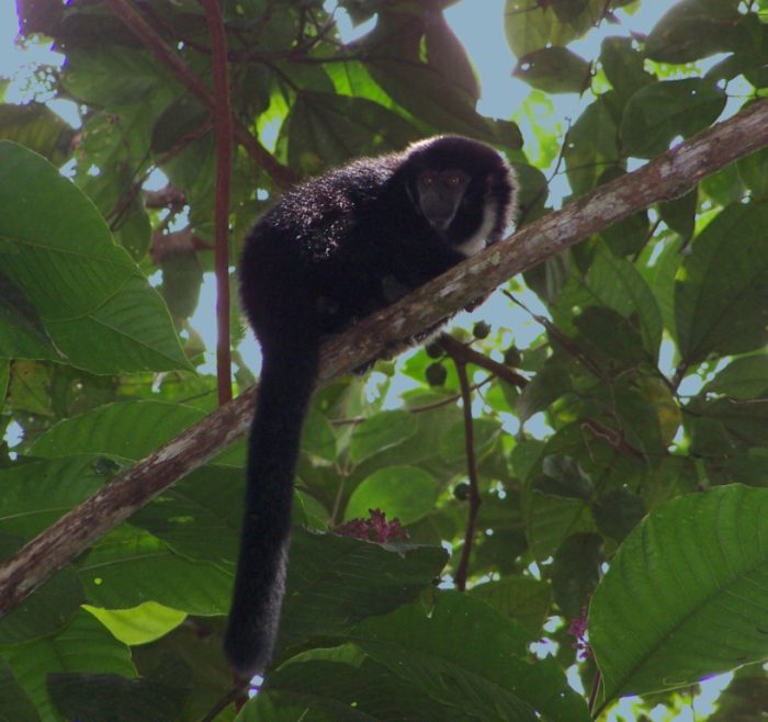 Callicebus torquatus medemi