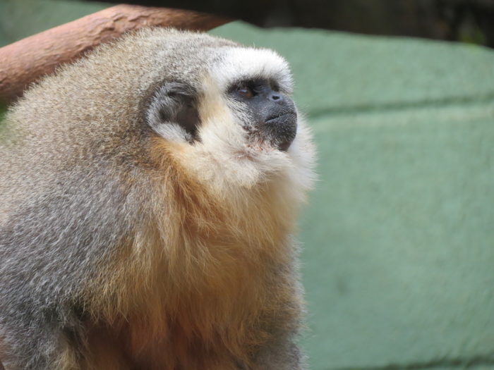 Callicebus torquatus purinus