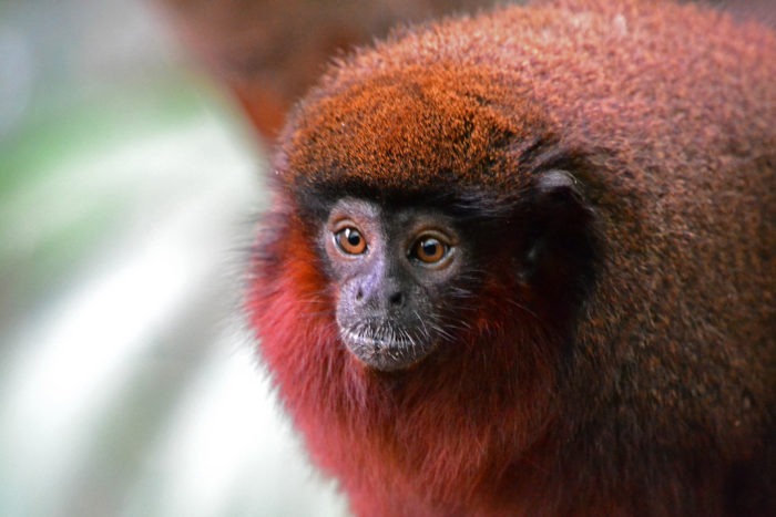 Callicebus torquatus regulus