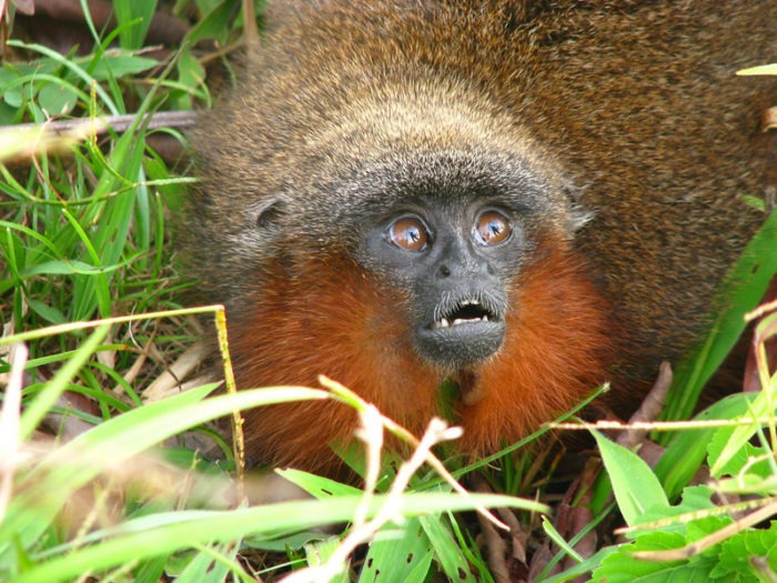 Callicebus torquatus torquatus