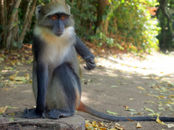 Cercopithecus mitis botourlinii