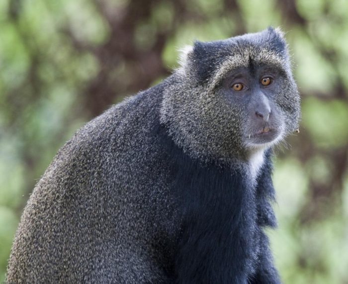 Cercopithecus mitis elgonis