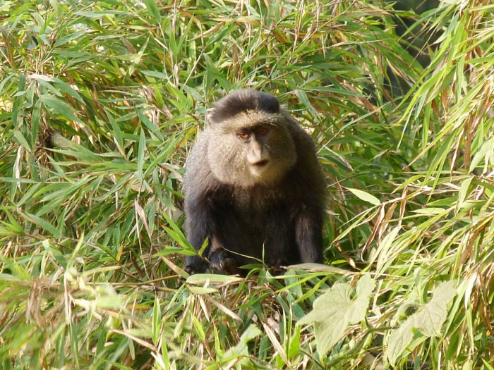 Cercopithecus mitis heymansi