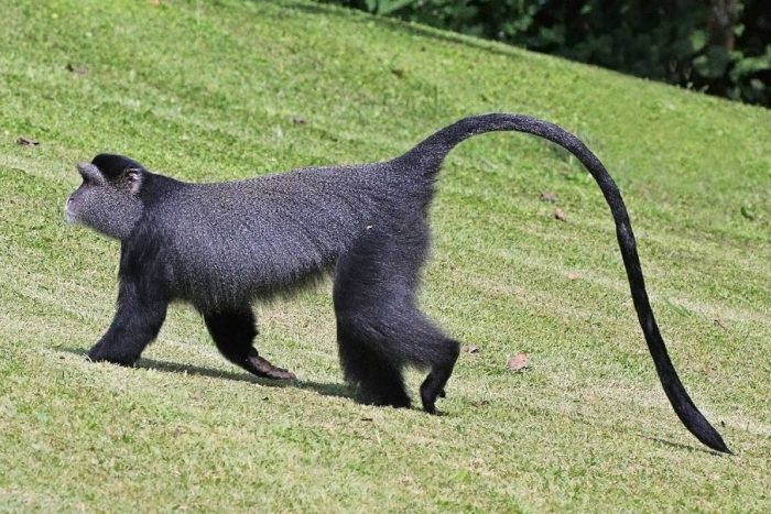 Cercopithecus mitis opitsthosticus