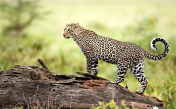 Дальневосточный леопард