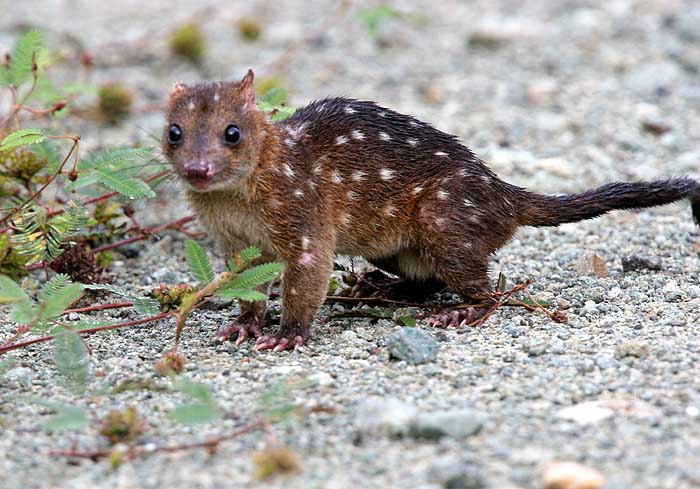 Новогвинейская сумчатая куница (Dasyurus albopunctatus)