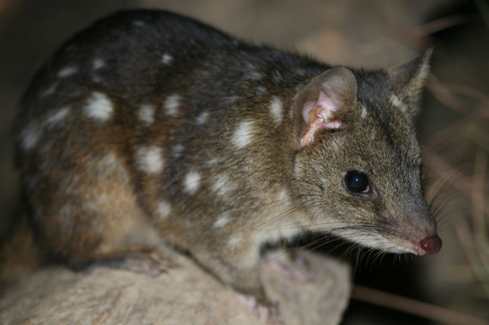 Чернохвостая сумчатая куница (Dasyurus geoffroii)