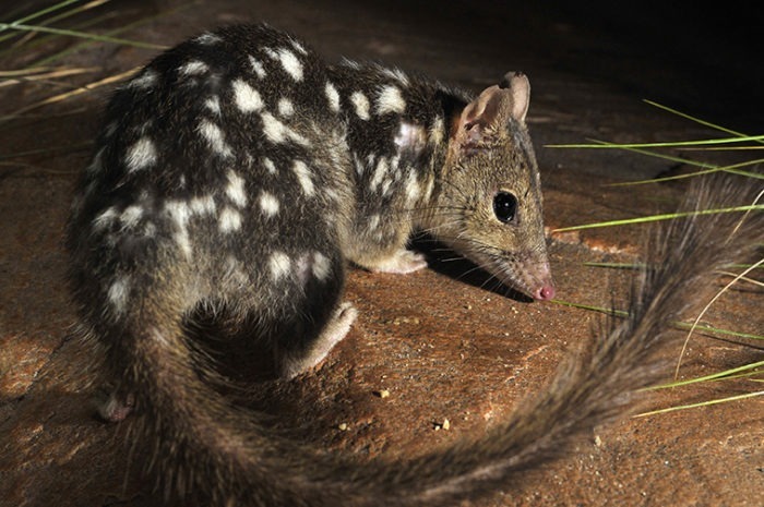 Северная сумчатая куница (Dasyurus hallucatus)