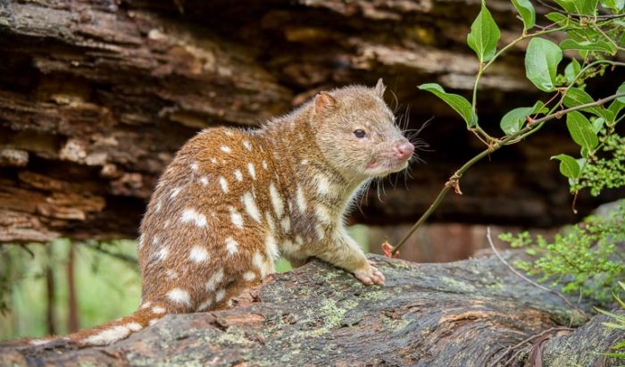 Пятнистохвостая сумчатая куница (Dasyurus maculatus)