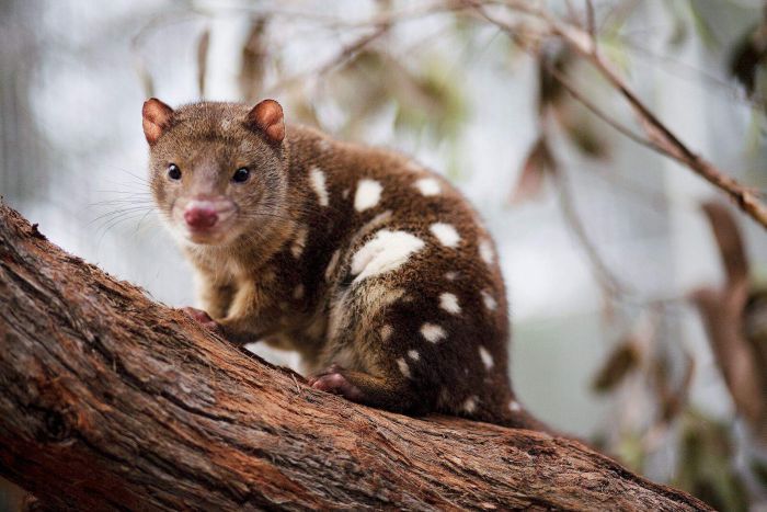 Бронзовая сумчатая куница (Dasyurus spartacus)