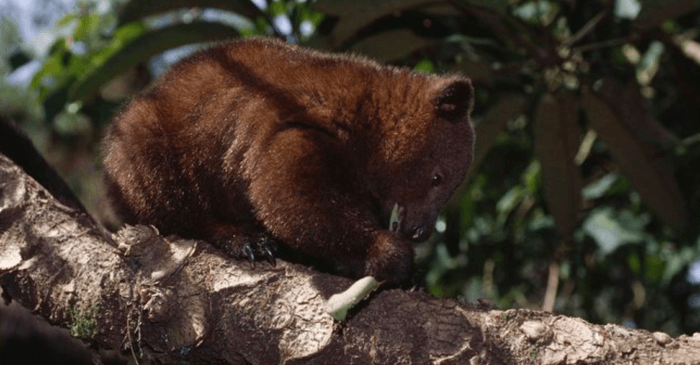 Кенгуру Дориа (Dendrolagus dorianus)