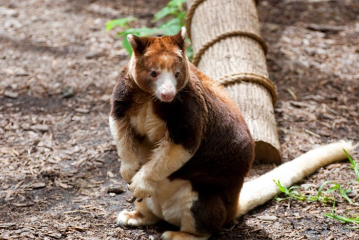 Кенгуру Матчи (Dendrolagus matschiei)