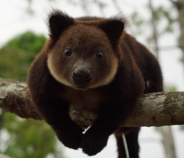 Медвежий кенгуру (Dendrolagus ursinus)