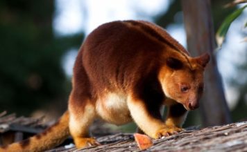 Древесный кенгуру