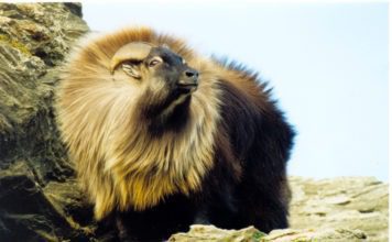 Тар гималайский