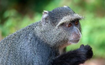 Голубая мартышка