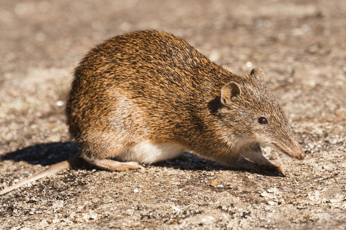 Малый бандикут (Isoodon obesulus)