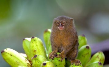 Карликовая игрунка