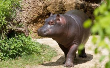 Карликовый бегемот