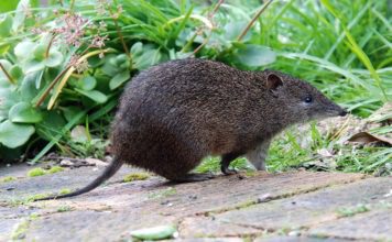 Коротконосый бандикут