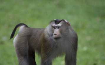 Макак лапундер