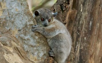 Ласковидный лемур