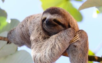 Трехпалый ленивец